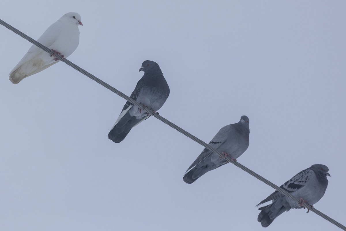 Rock Pigeon (Feral Pigeon) - ML528742951