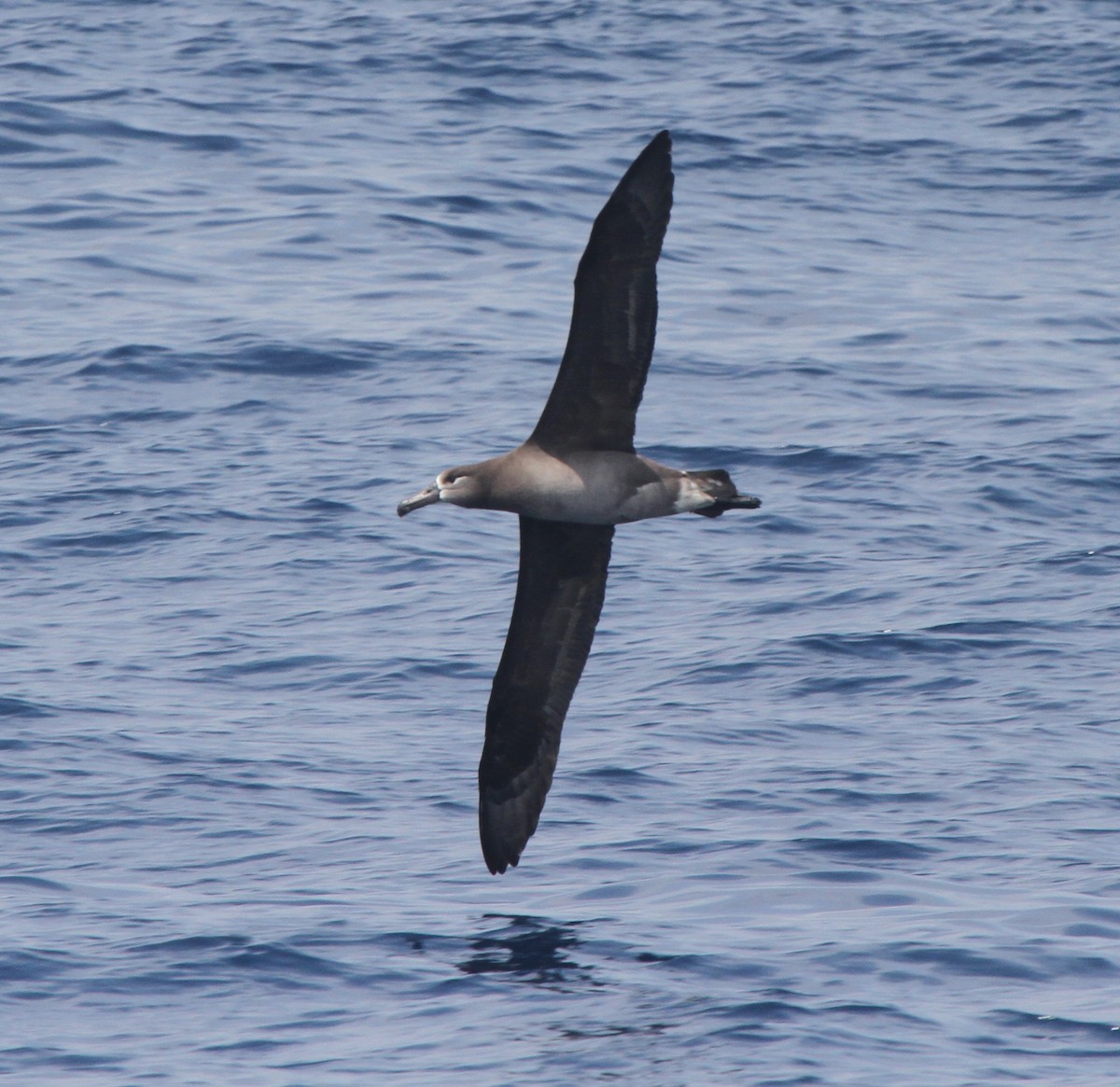 albatros černonohý - ML52874301