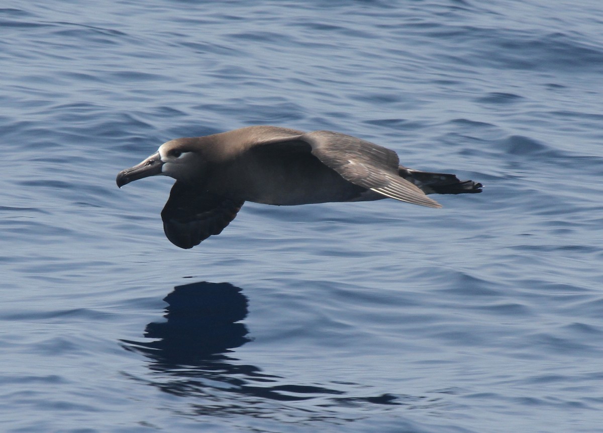 Albatros à pieds noirs - ML52874361