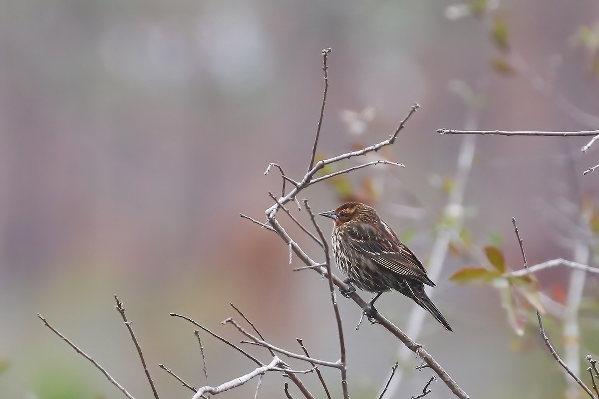 Red-winged Blackbird - ML528744891