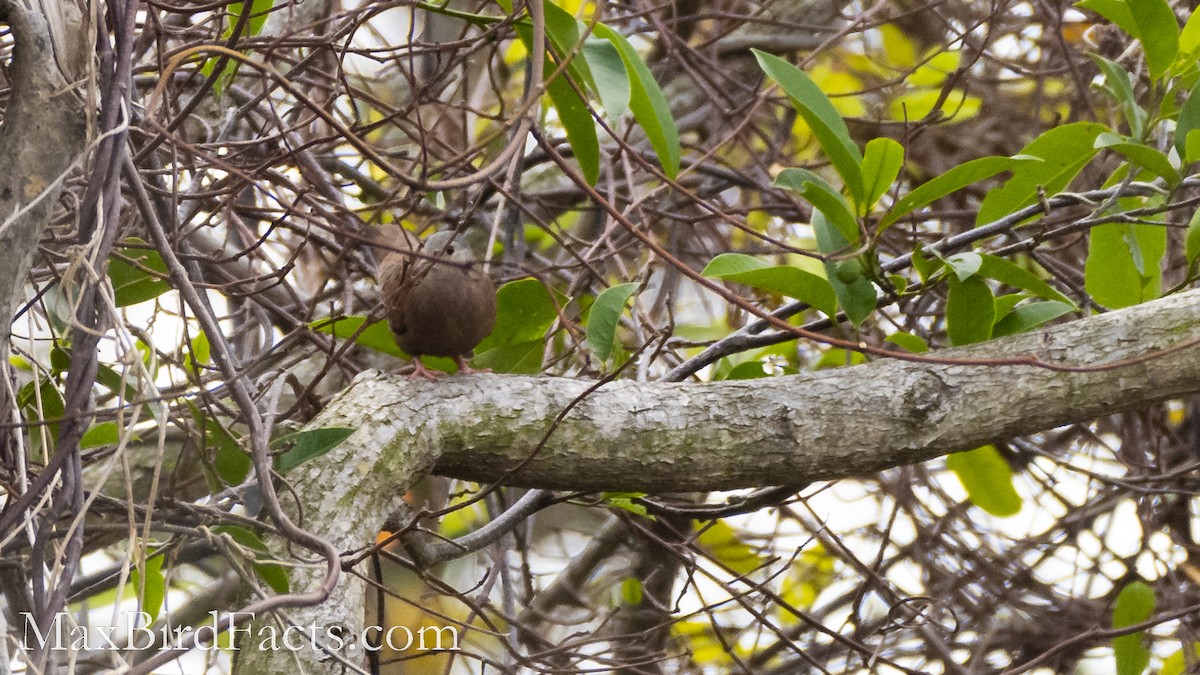 Ruddy Ground Dove - Maxfield Weakley