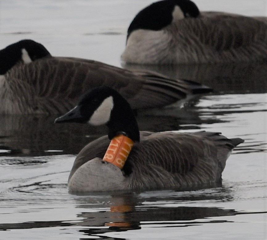 Canada Goose - ML528749131