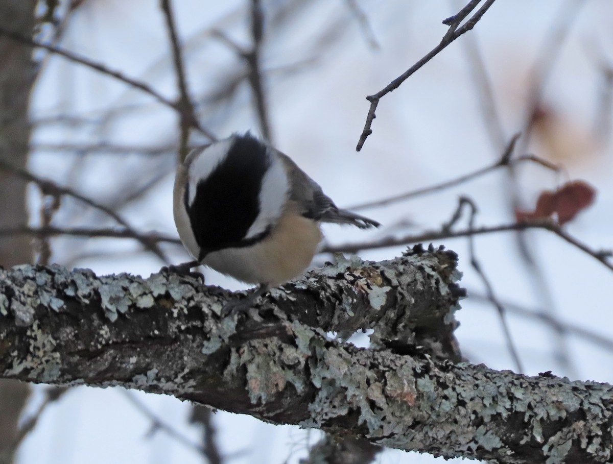 Mésange à tête noire - ML528751121