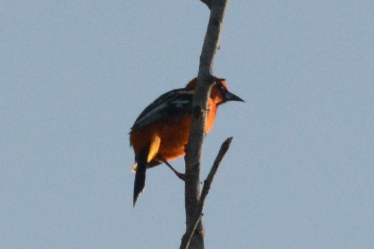 Oriole à gros bec - ML528751221