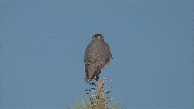 Prairie Falcon - ML528751811