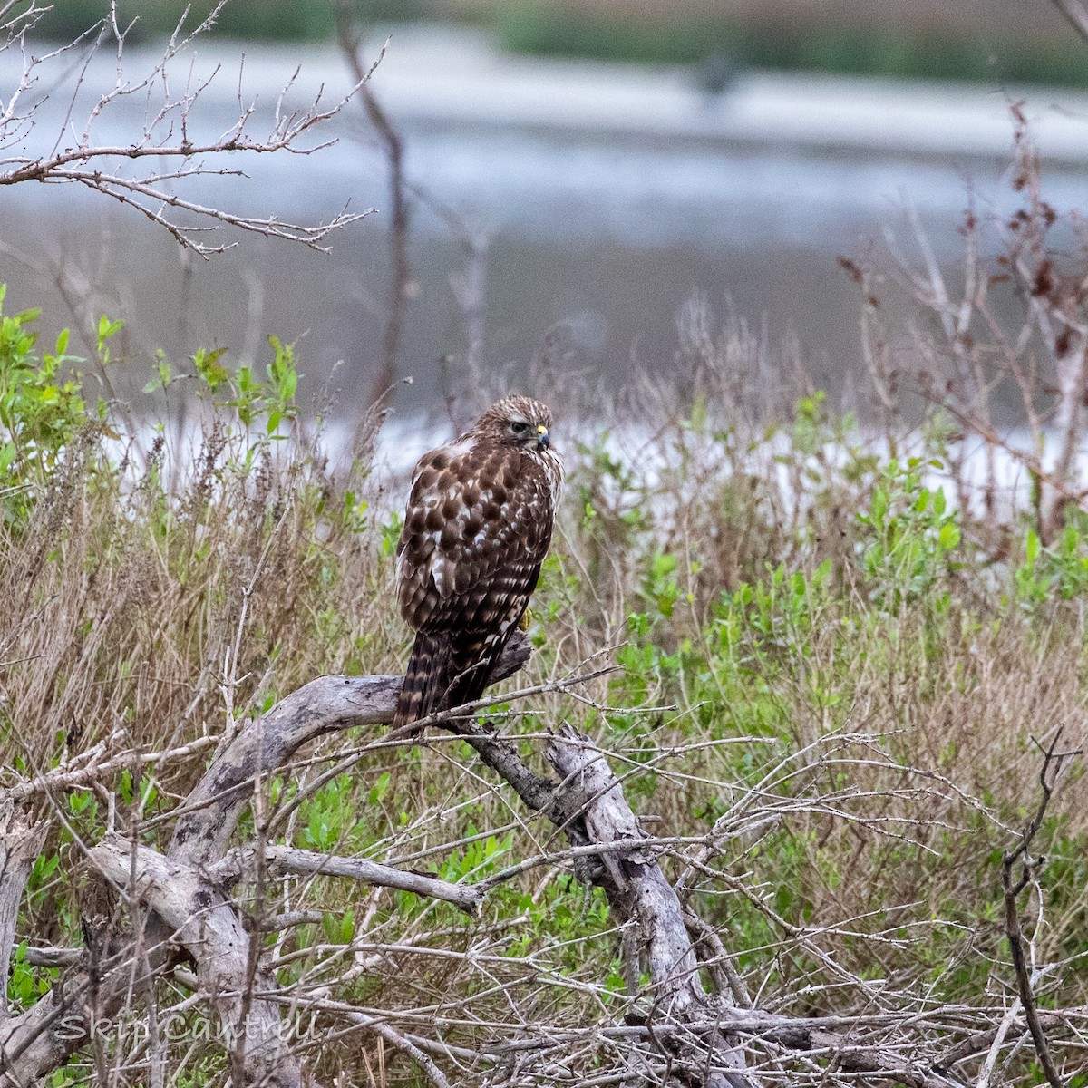 Red-shouldered Hawk - ML528753081