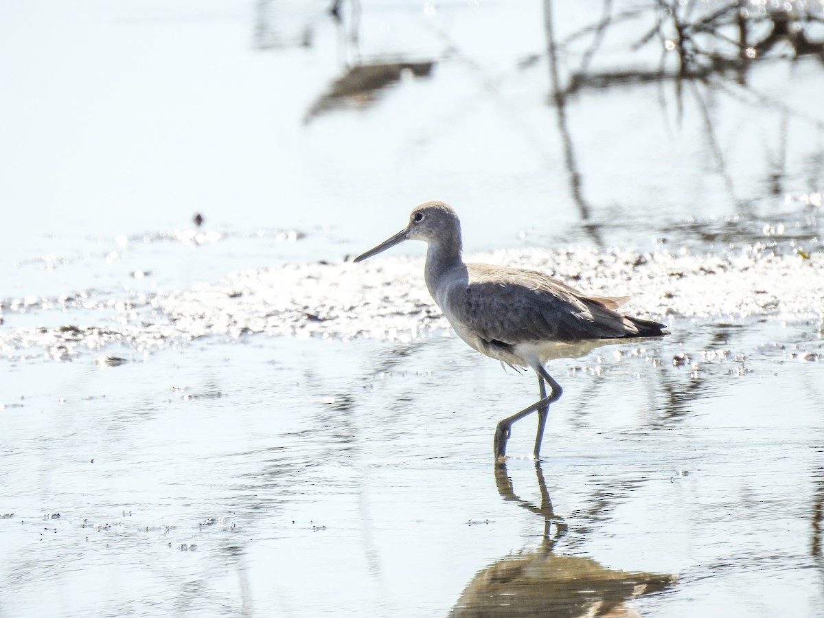 Willet - ML528753331