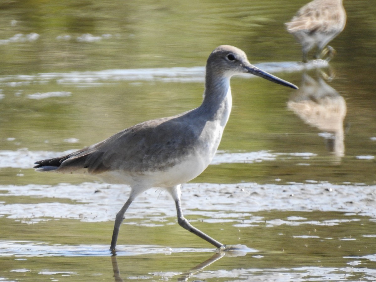 Willet - ML528753341