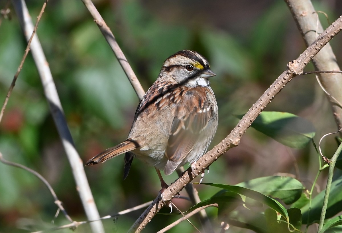 White-throated Sparrow - ML528754341