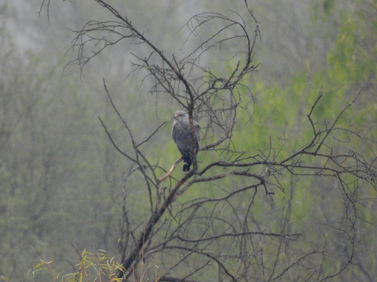 Gray Hawk - ML528756371