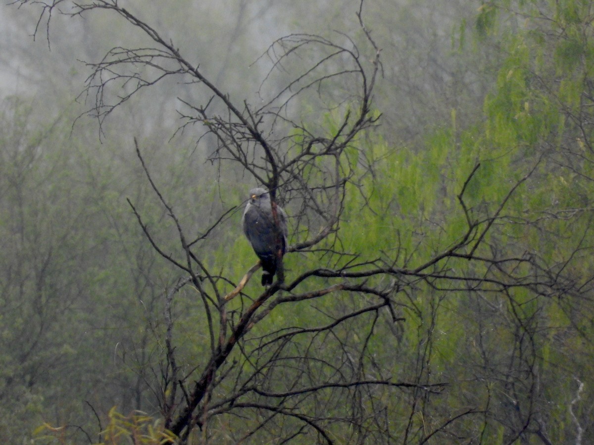 Gray Hawk - ML528756381