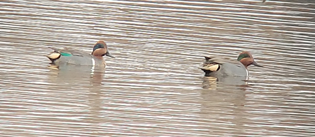 Green-winged Teal - Richard Cohen