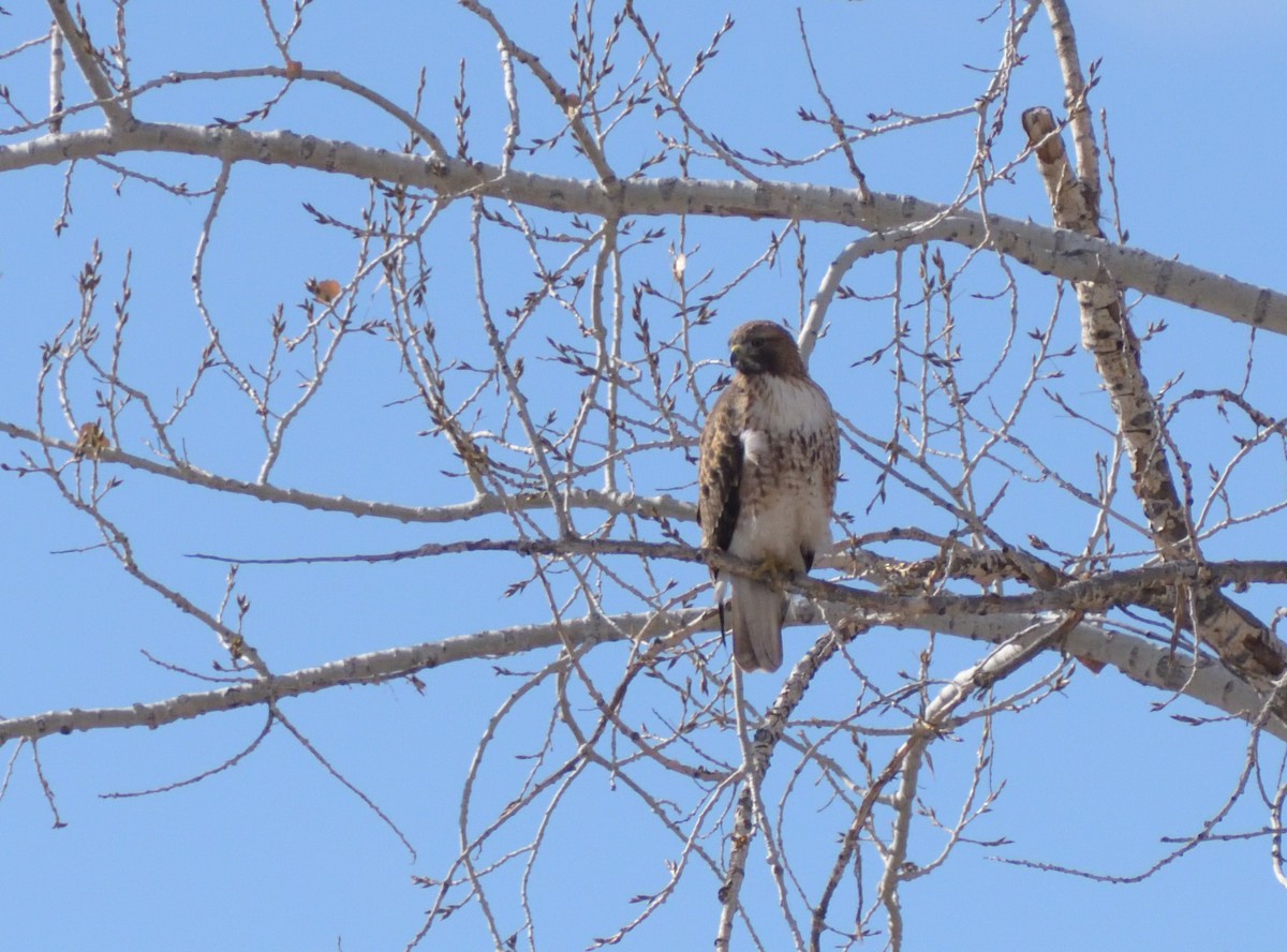 Red-tailed Hawk (Harlan's) - Robert Tonge