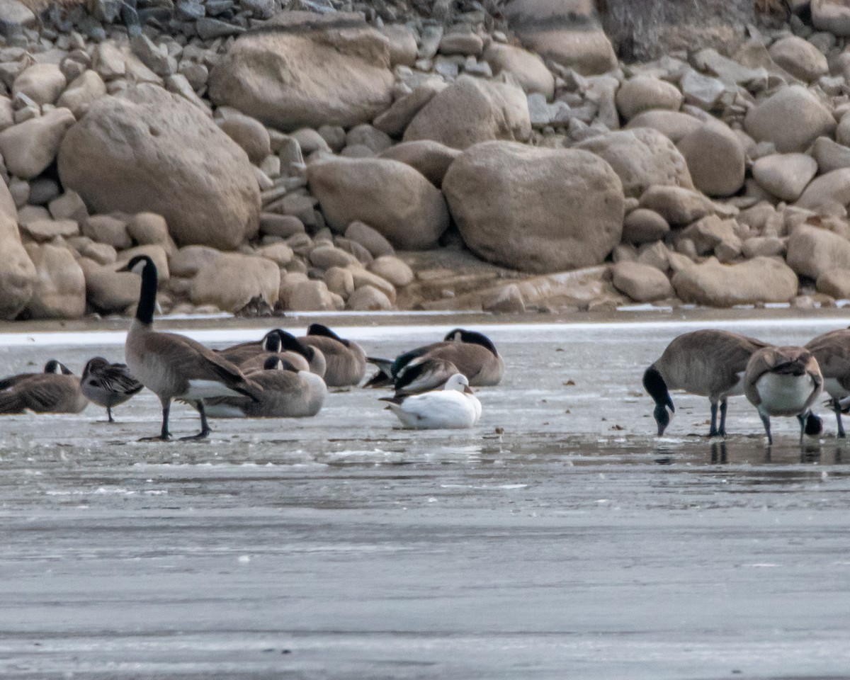 Ross's Goose - ML528758391