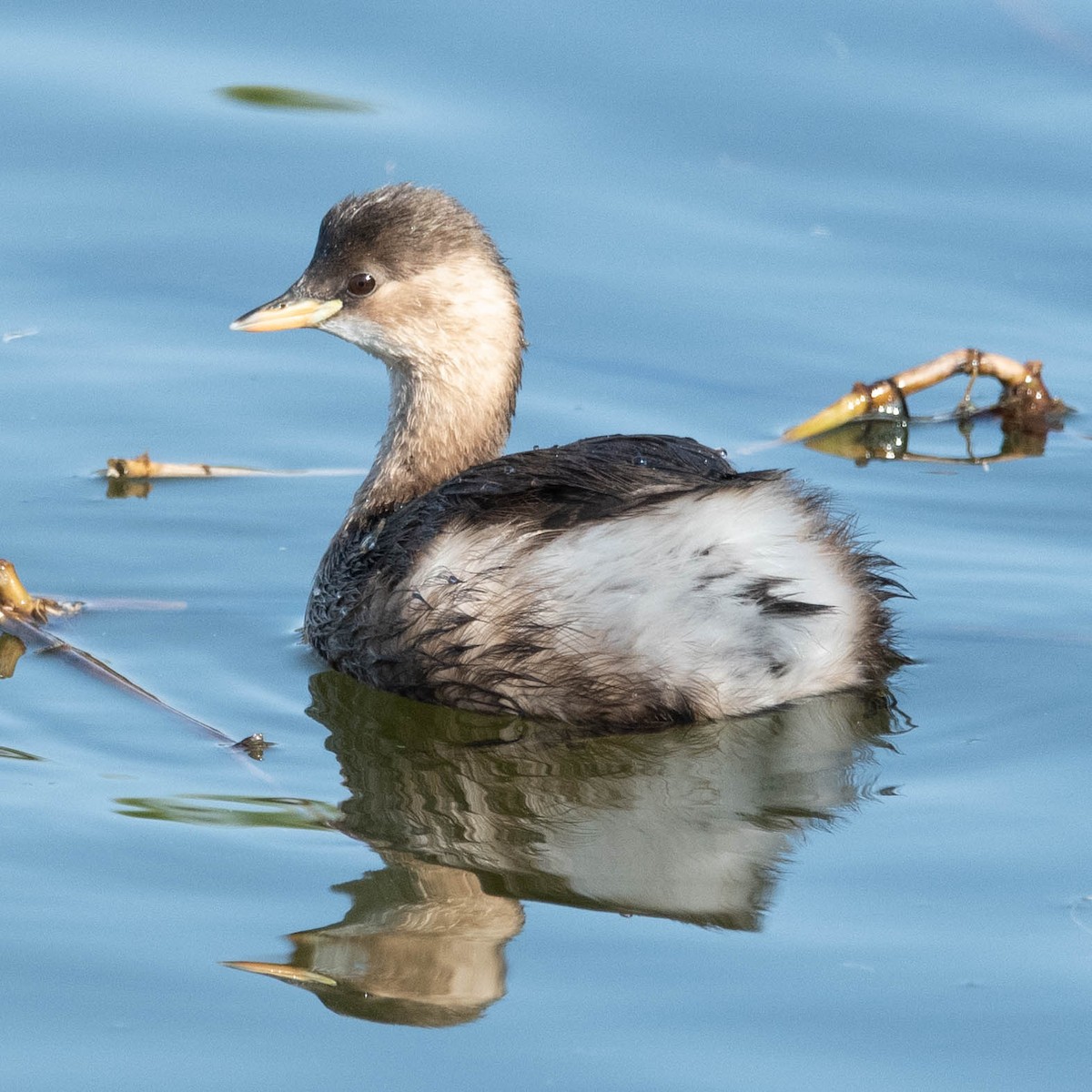 Little Grebe - Peter North