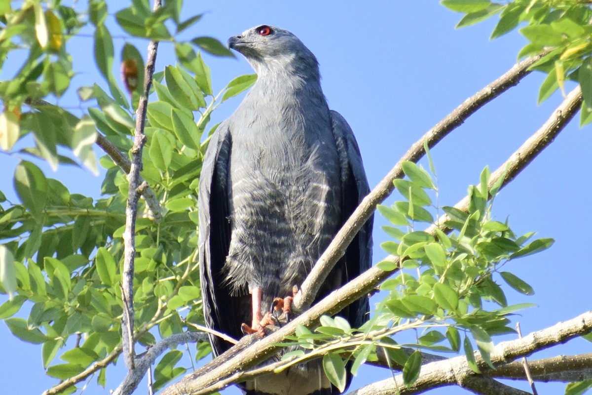 Crane Hawk - ML528759821