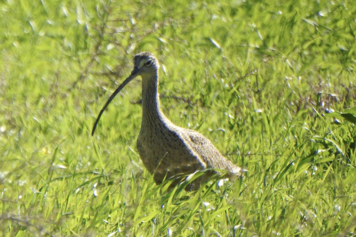 Long-billed Curlew - ML528761111