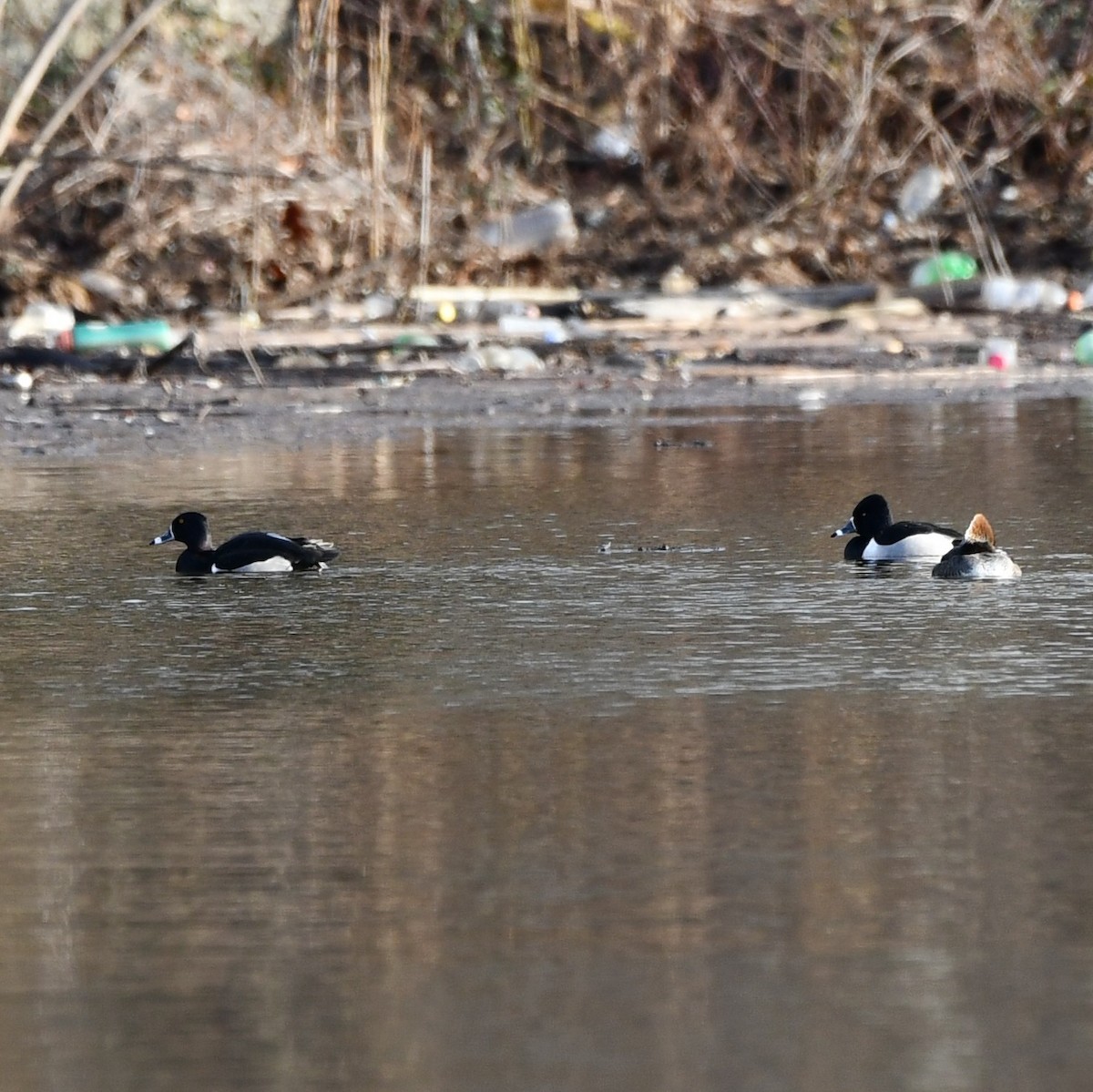 Ring-necked Duck - ML528763071