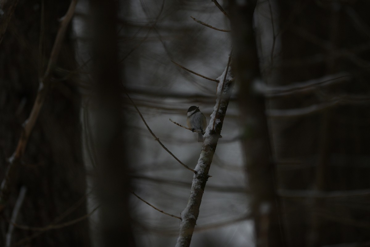 Black-capped Chickadee - ML528763671