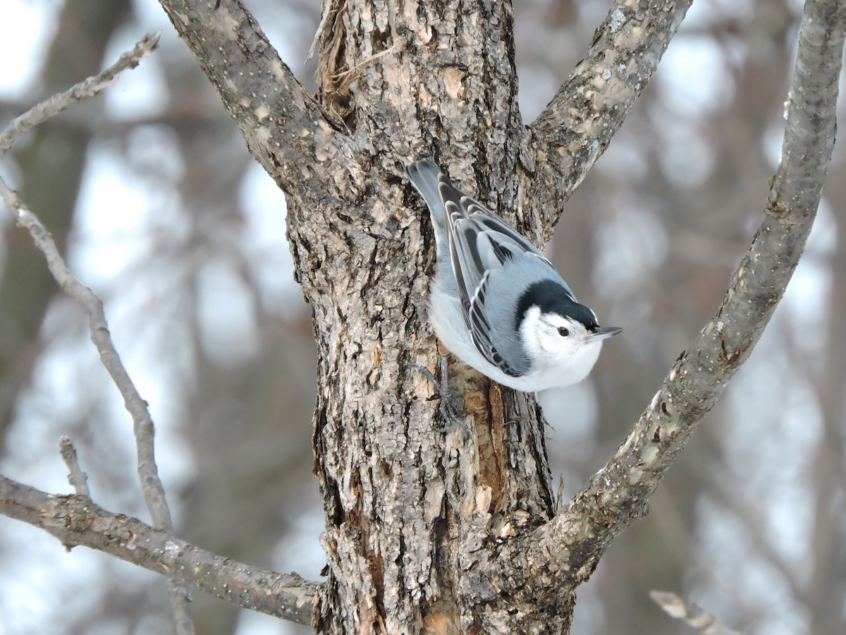 White-breasted Nuthatch - Mireille Plouffe