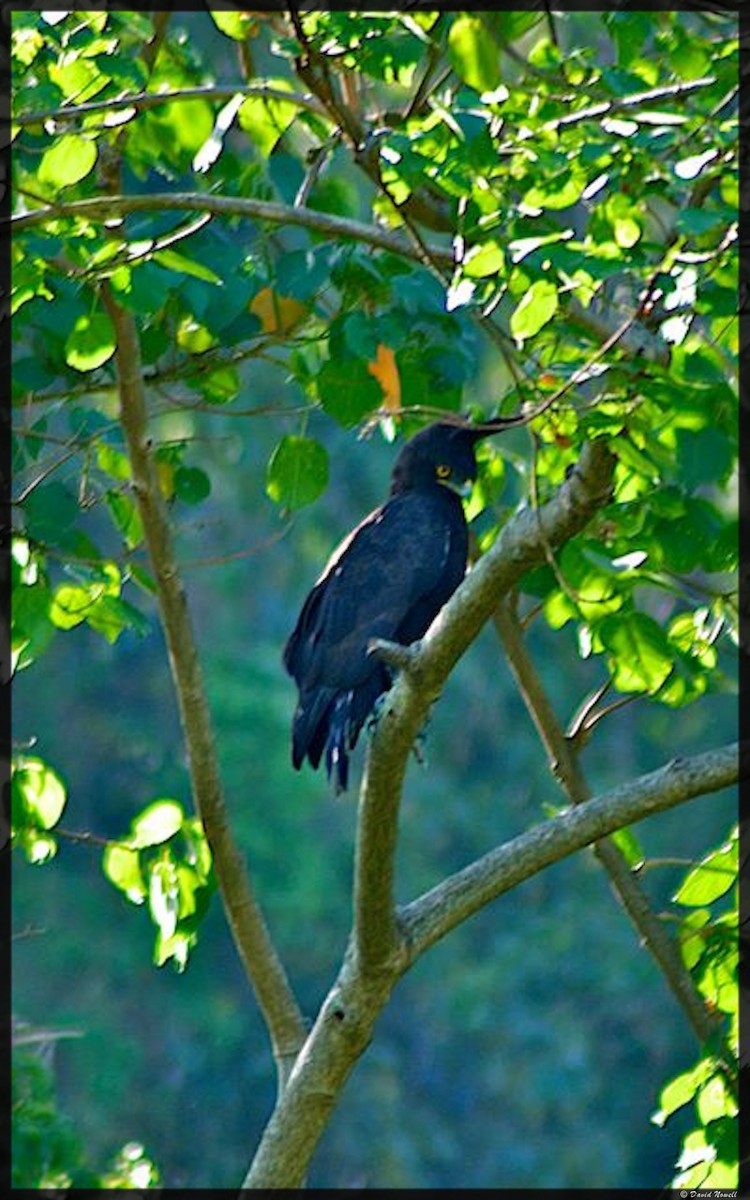 Long-crested Eagle - ML528765391