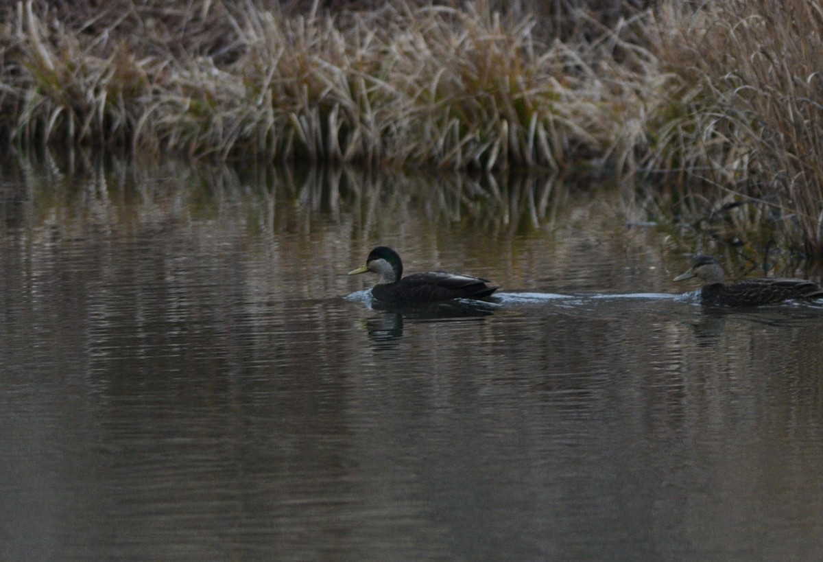 Mallard x American Black Duck (hybrid) - joe demko