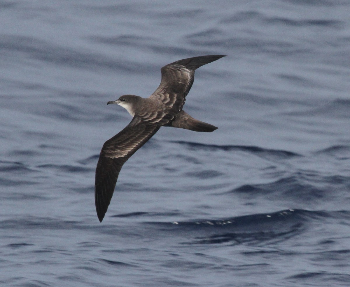 Wedge-tailed Shearwater - James (Jim) Holmes