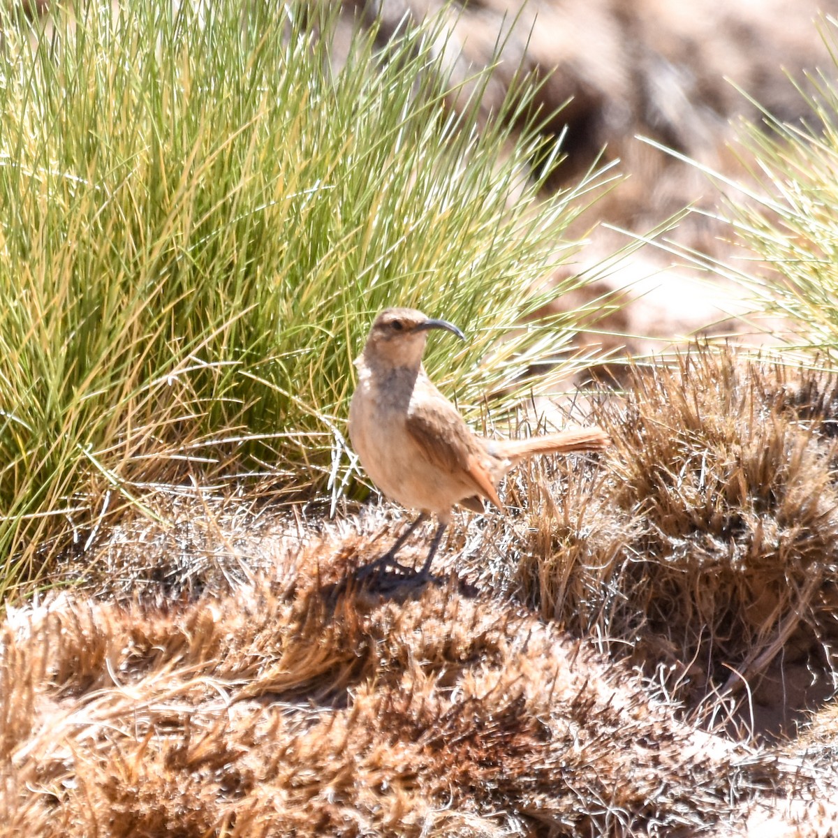 Scale-throated Earthcreeper - ML528765651