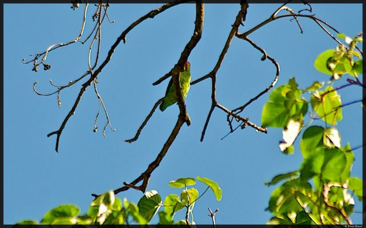 Black-winged Lovebird - ML528767391