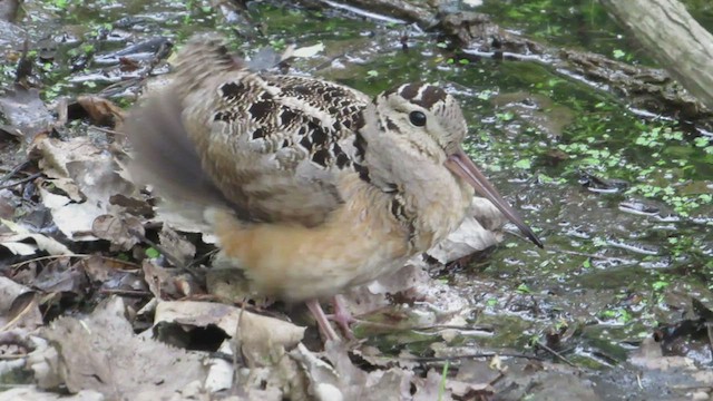 American Woodcock - ML528769641