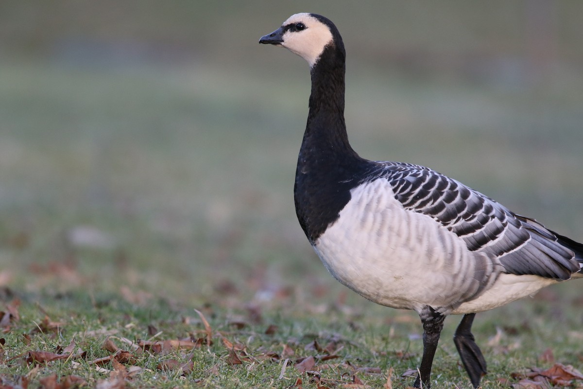 Barnacle Goose - Lily Morello