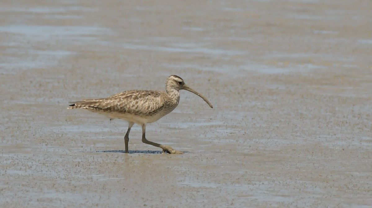 Whimbrel - ML528770571