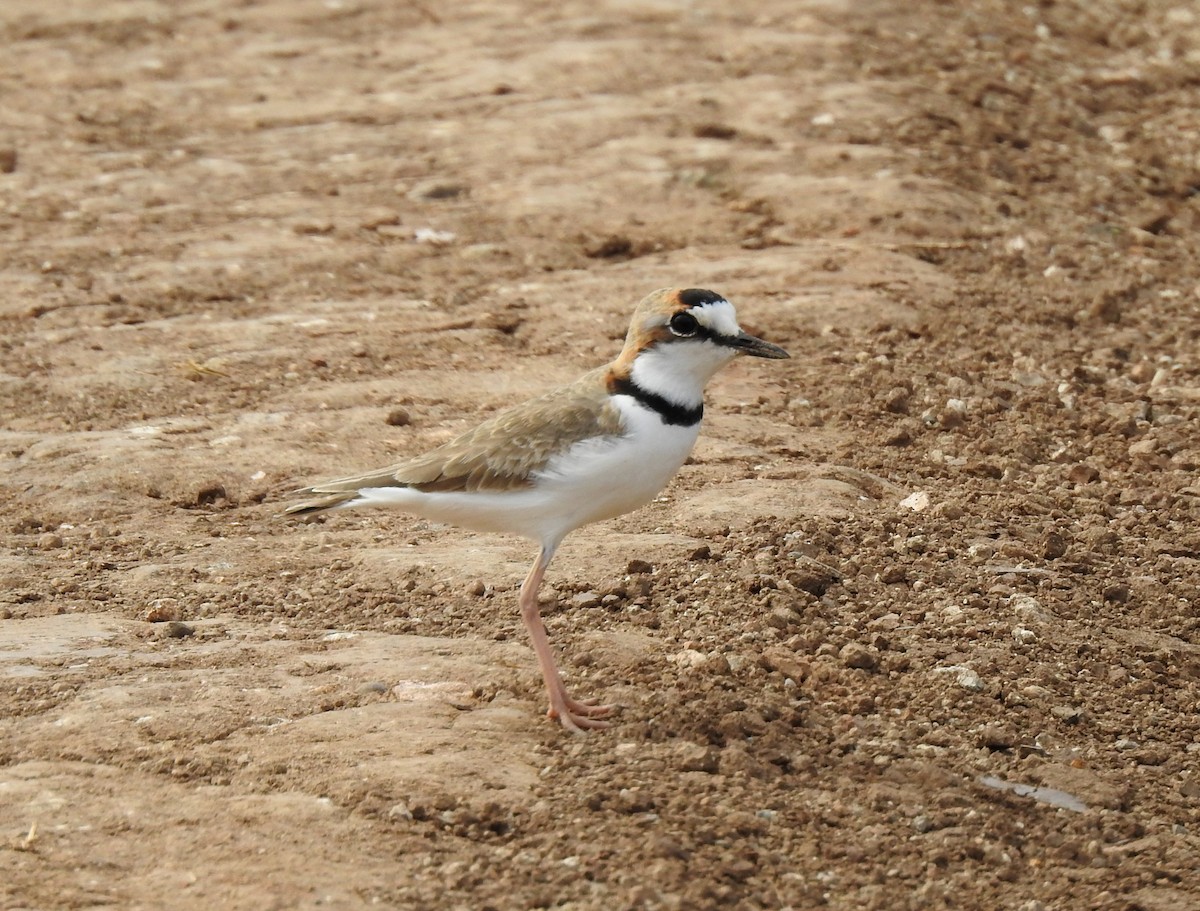 Collared Plover - ML528770791