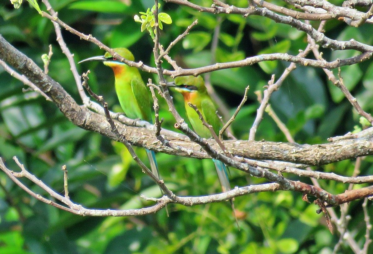 Blue-tailed Bee-eater - ML528772271