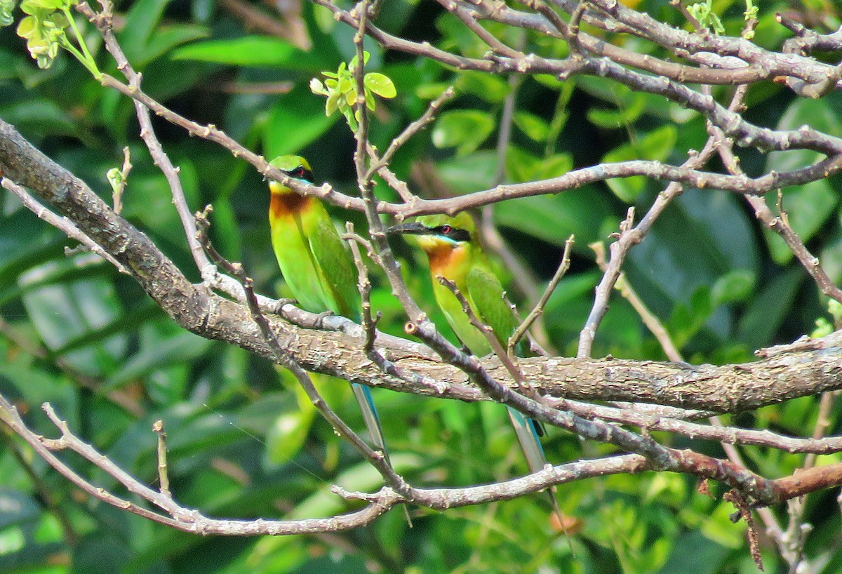 Blue-tailed Bee-eater - ML528772281