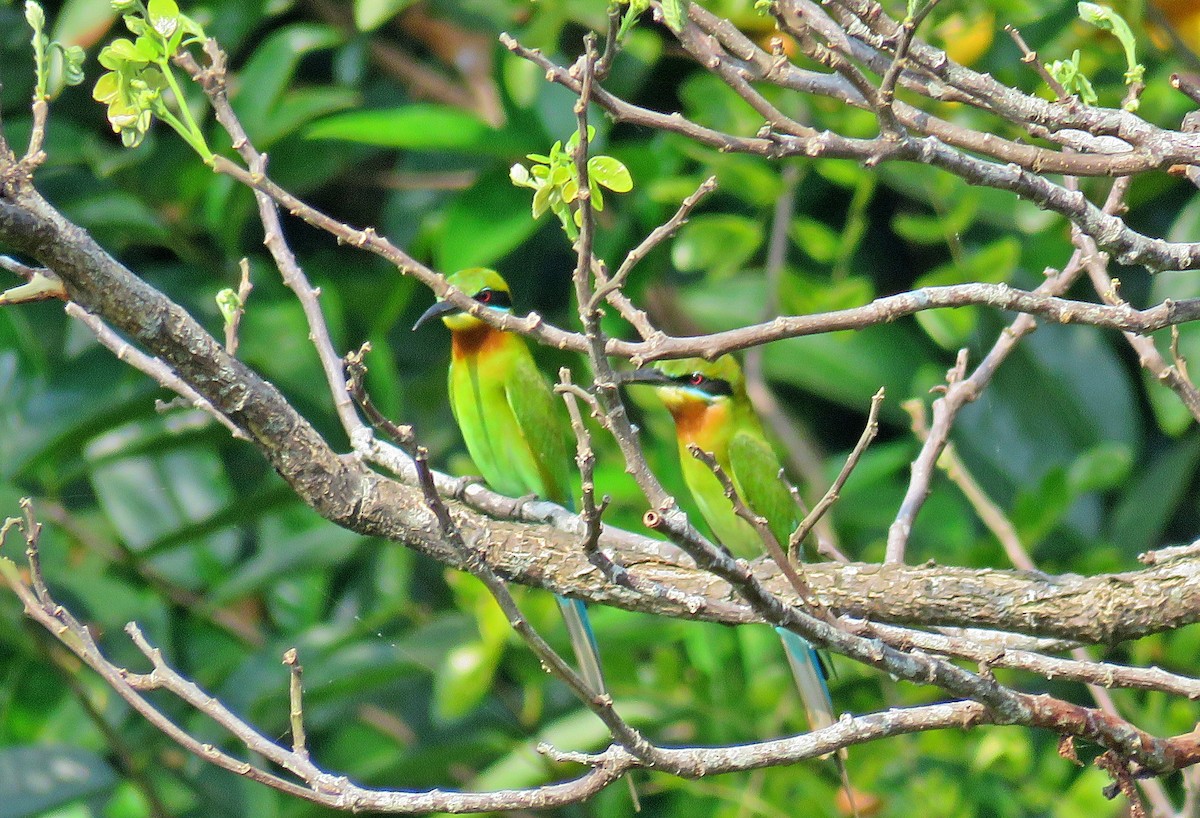 Blue-tailed Bee-eater - ML528772291