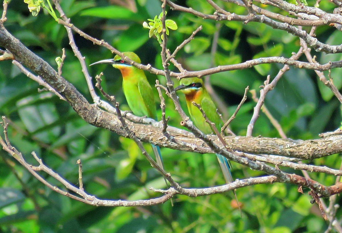 Blue-tailed Bee-eater - ML528772301