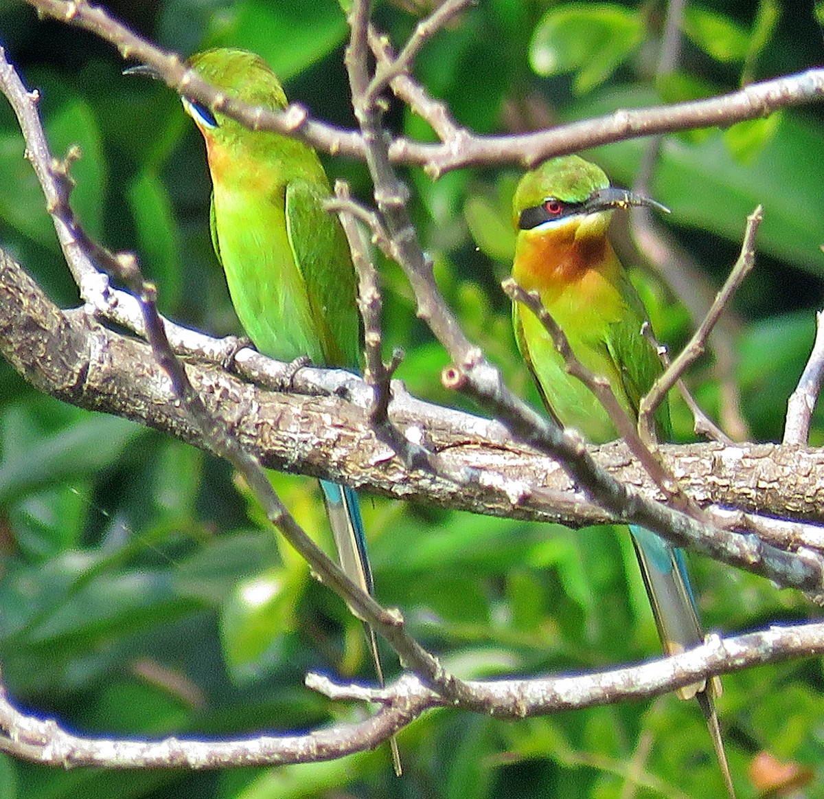 Blue-tailed Bee-eater - ML528772311