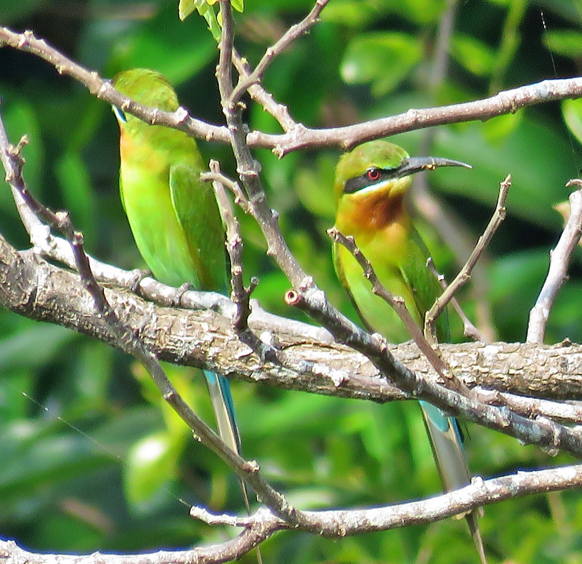 Blue-tailed Bee-eater - ML528772341