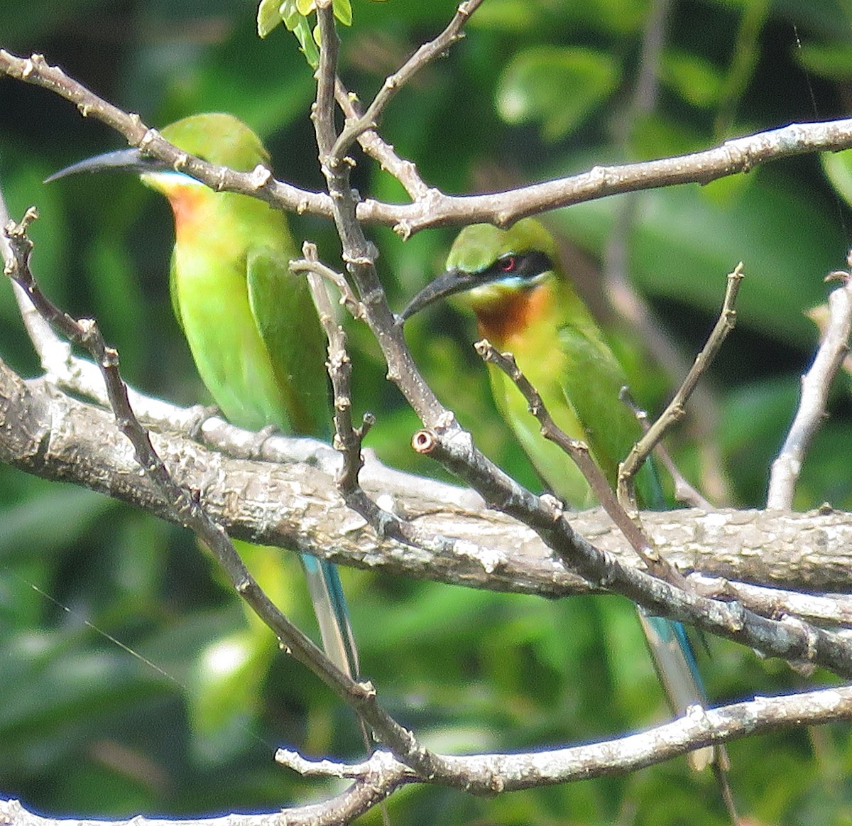 Blue-tailed Bee-eater - Joao Freitas