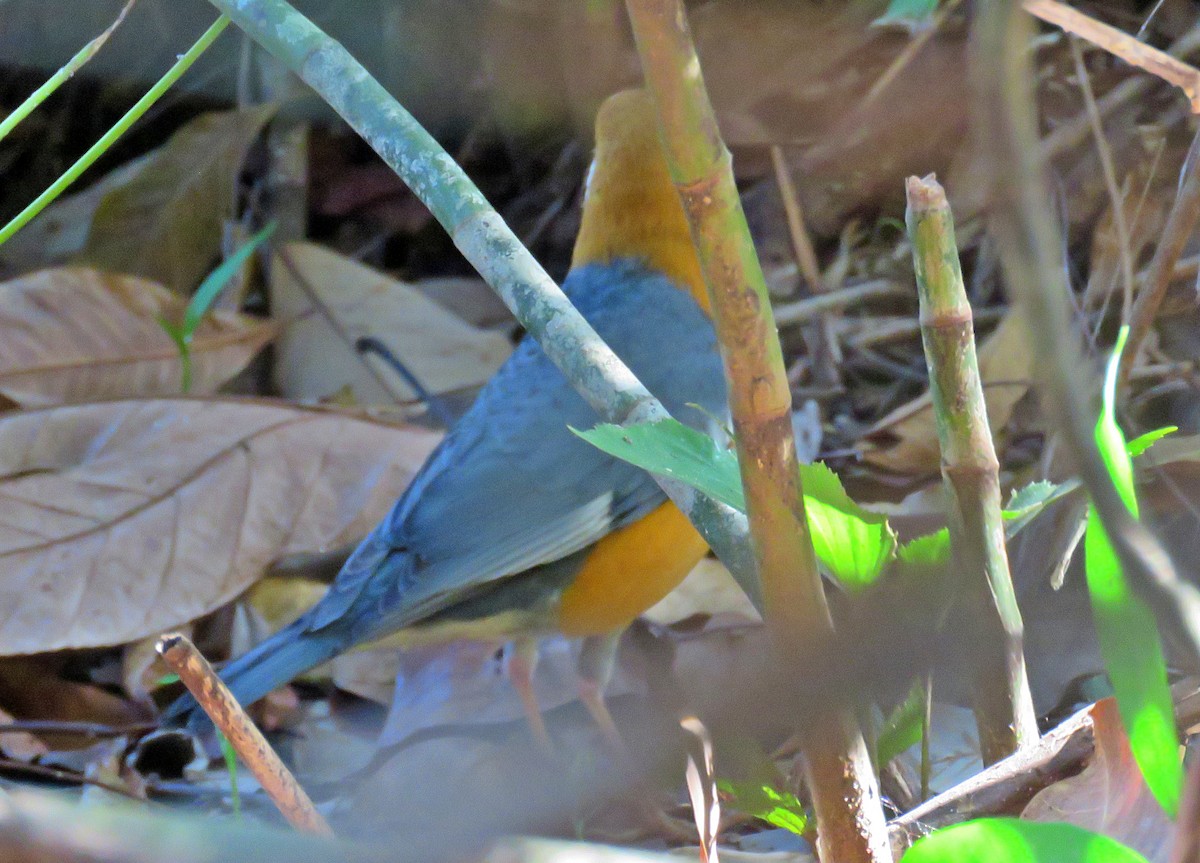 Orange-headed Thrush - ML528772571