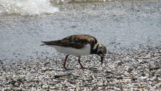 Ruddy Turnstone - ML528773151