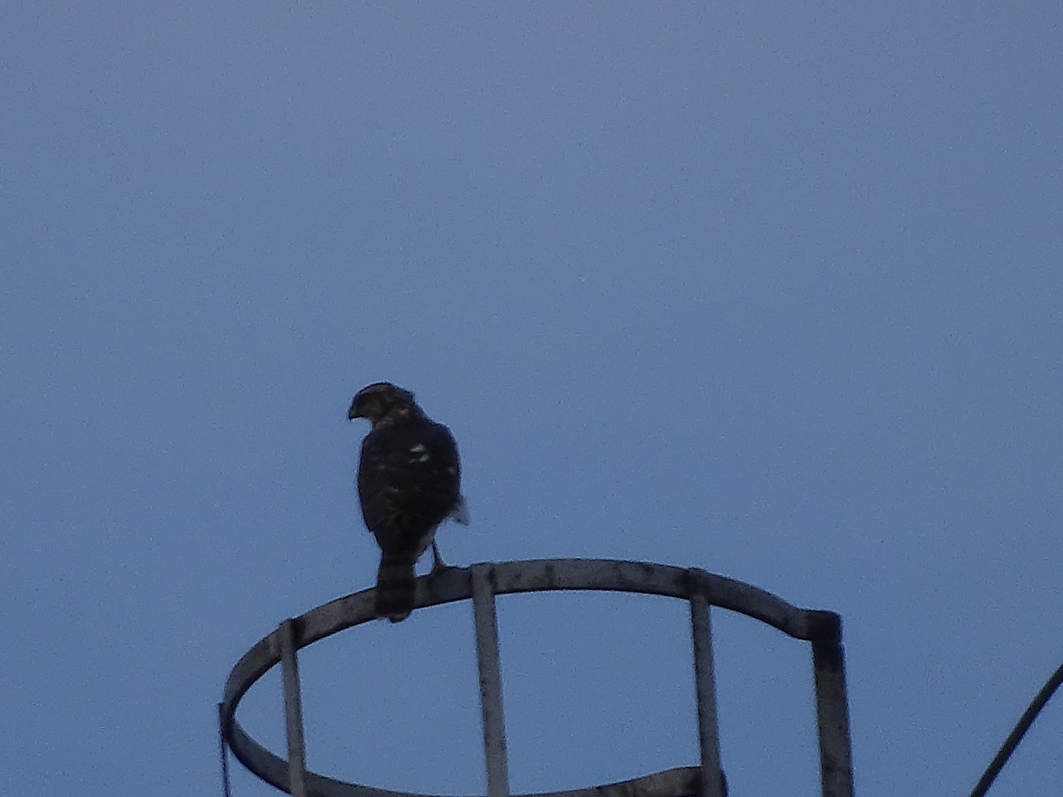 Cooper's Hawk - Amy Simmons