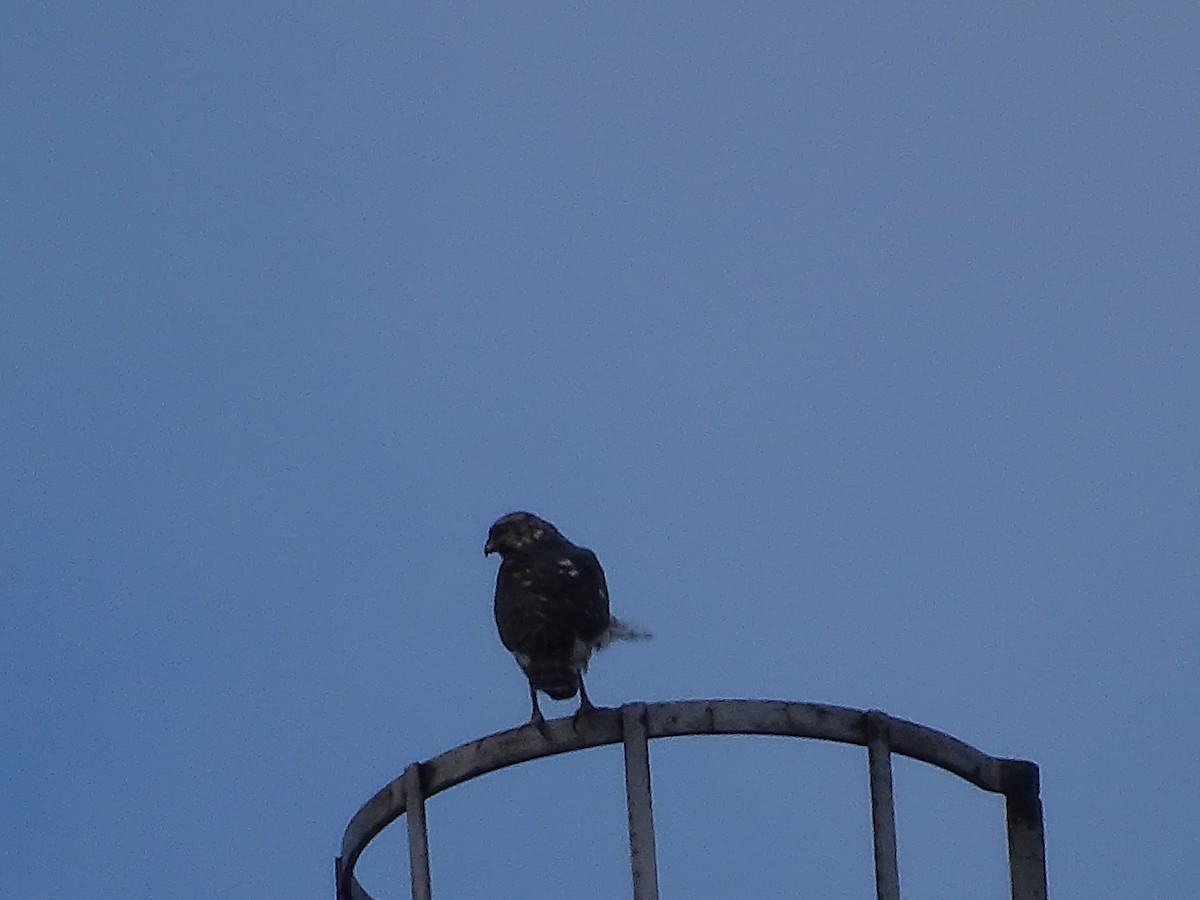 Cooper's Hawk - ML528773201