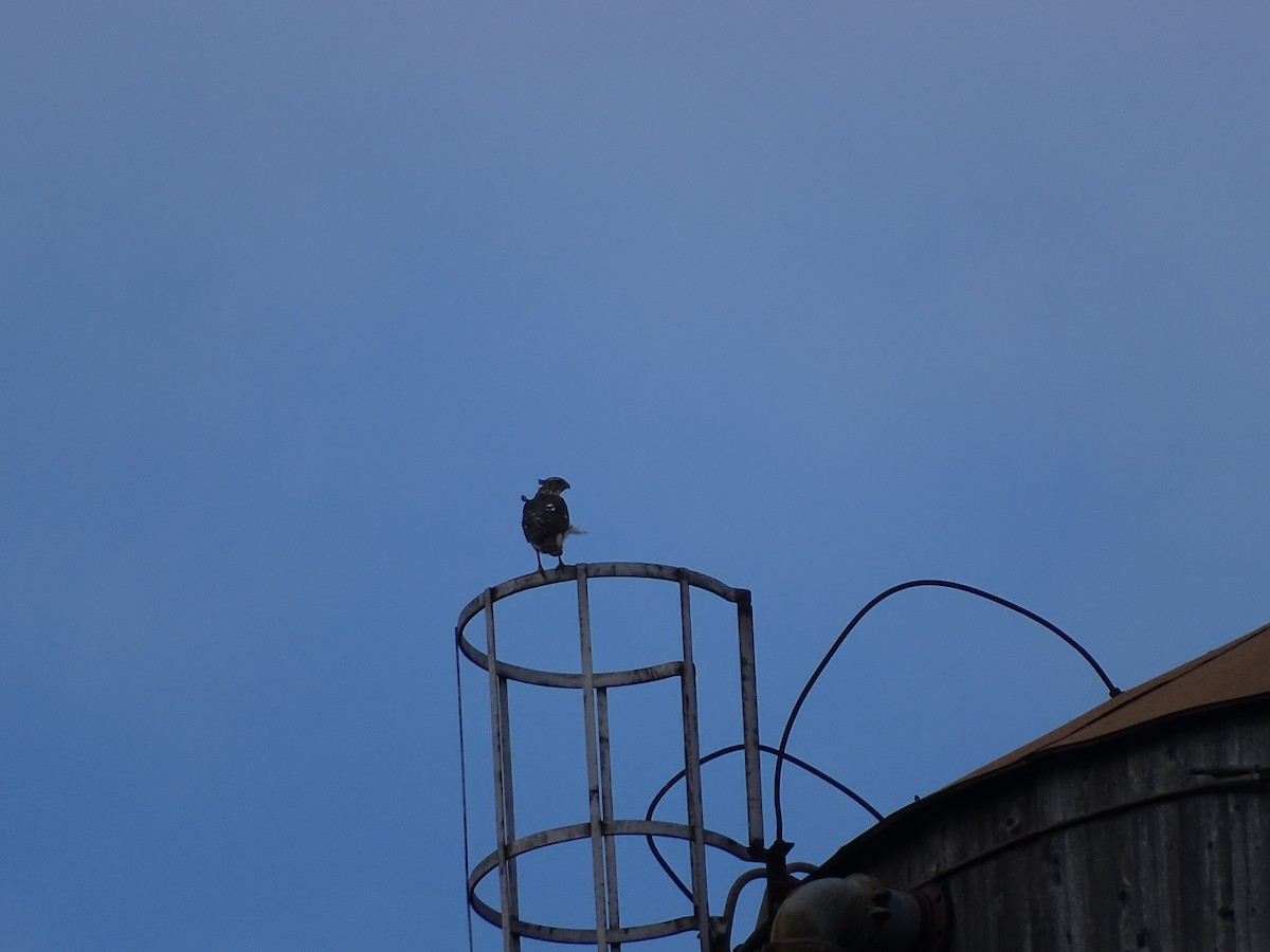 Cooper's Hawk - ML528773211