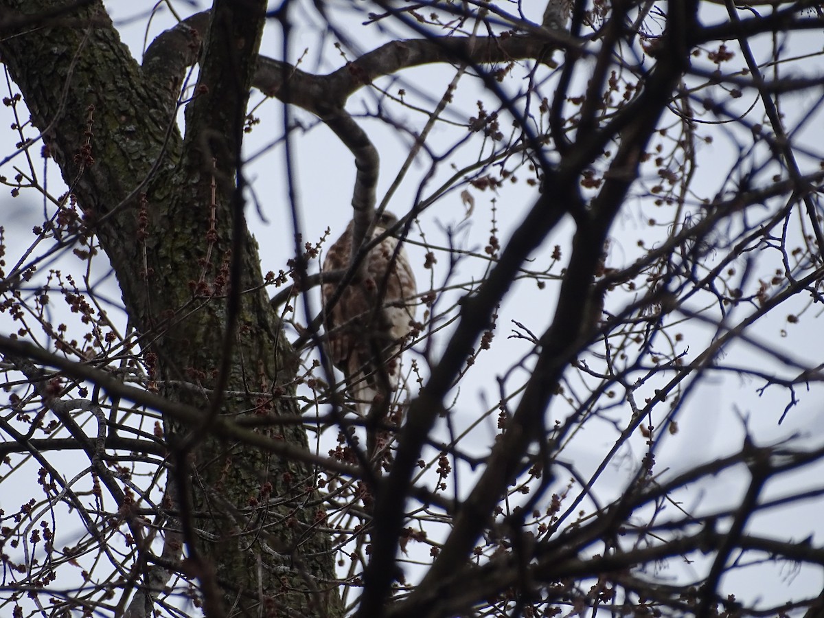 Red-tailed Hawk - ML528773231