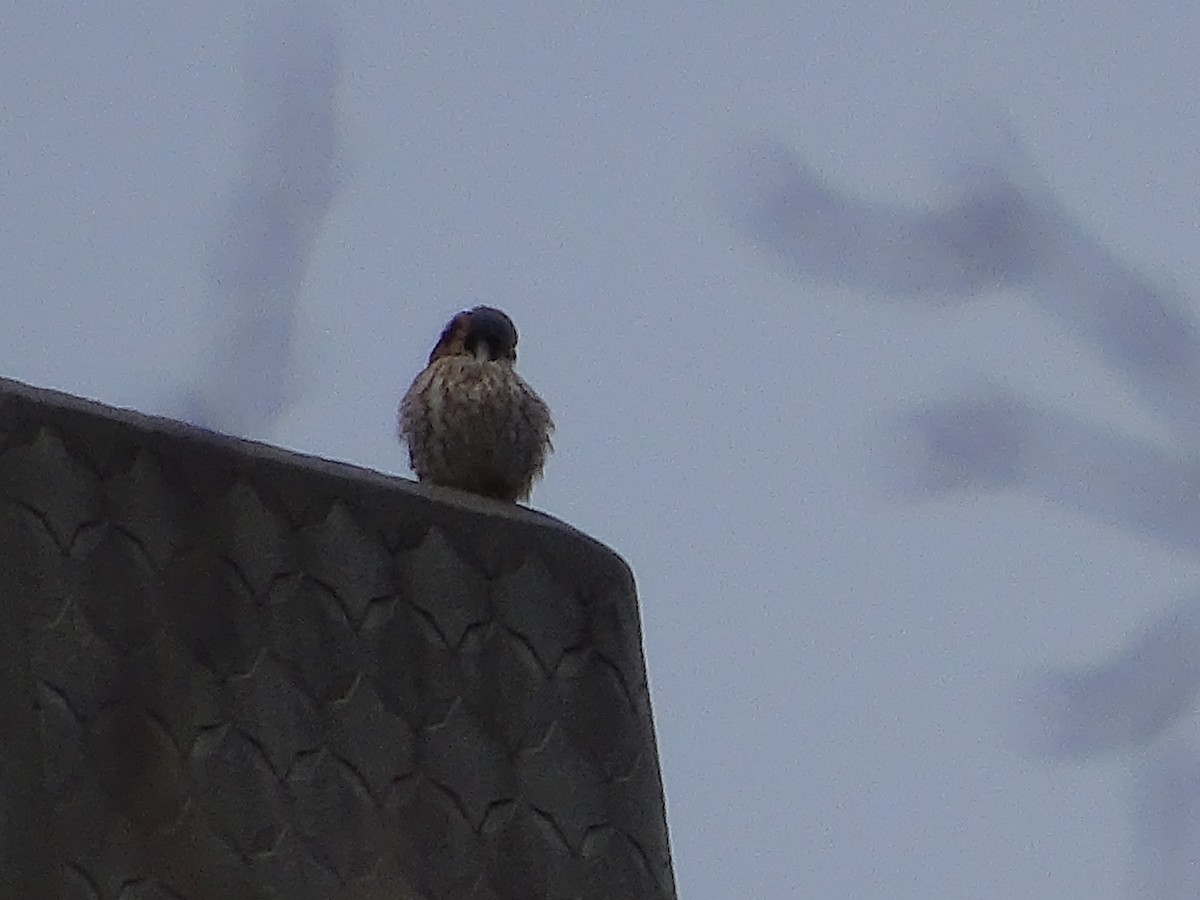 American Kestrel - ML528773301