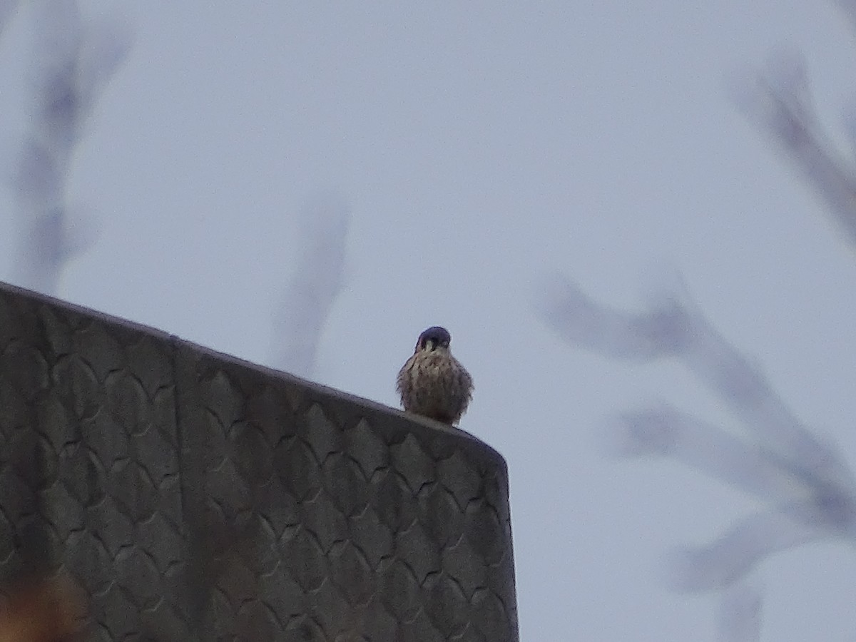 American Kestrel - ML528773311