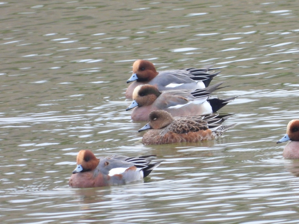 Eurasian x American Wigeon (hybrid) - ML528774411