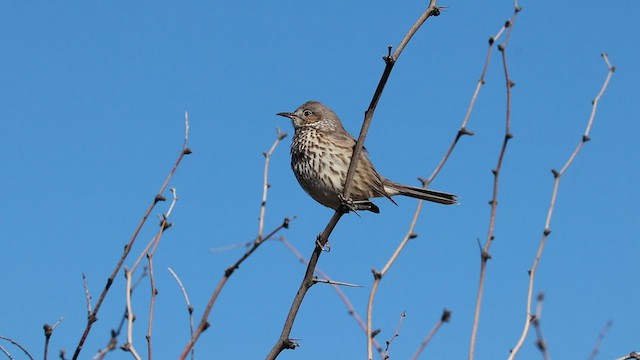 Sage Thrasher - ML528774611